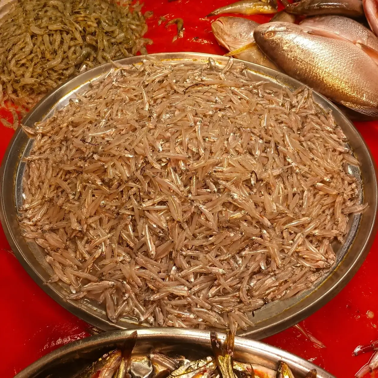 তাজা কাচকি মাছ | Fresh Kachki Fish