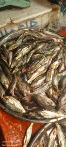 Fresh Deshi Tengra Fish