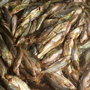 Fresh Deshi Tengra Fish